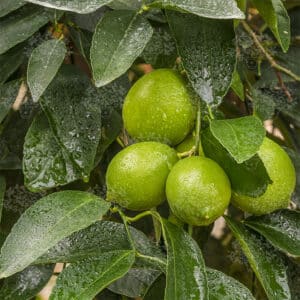 LIME TAHITI FRUIT TREE 8kg