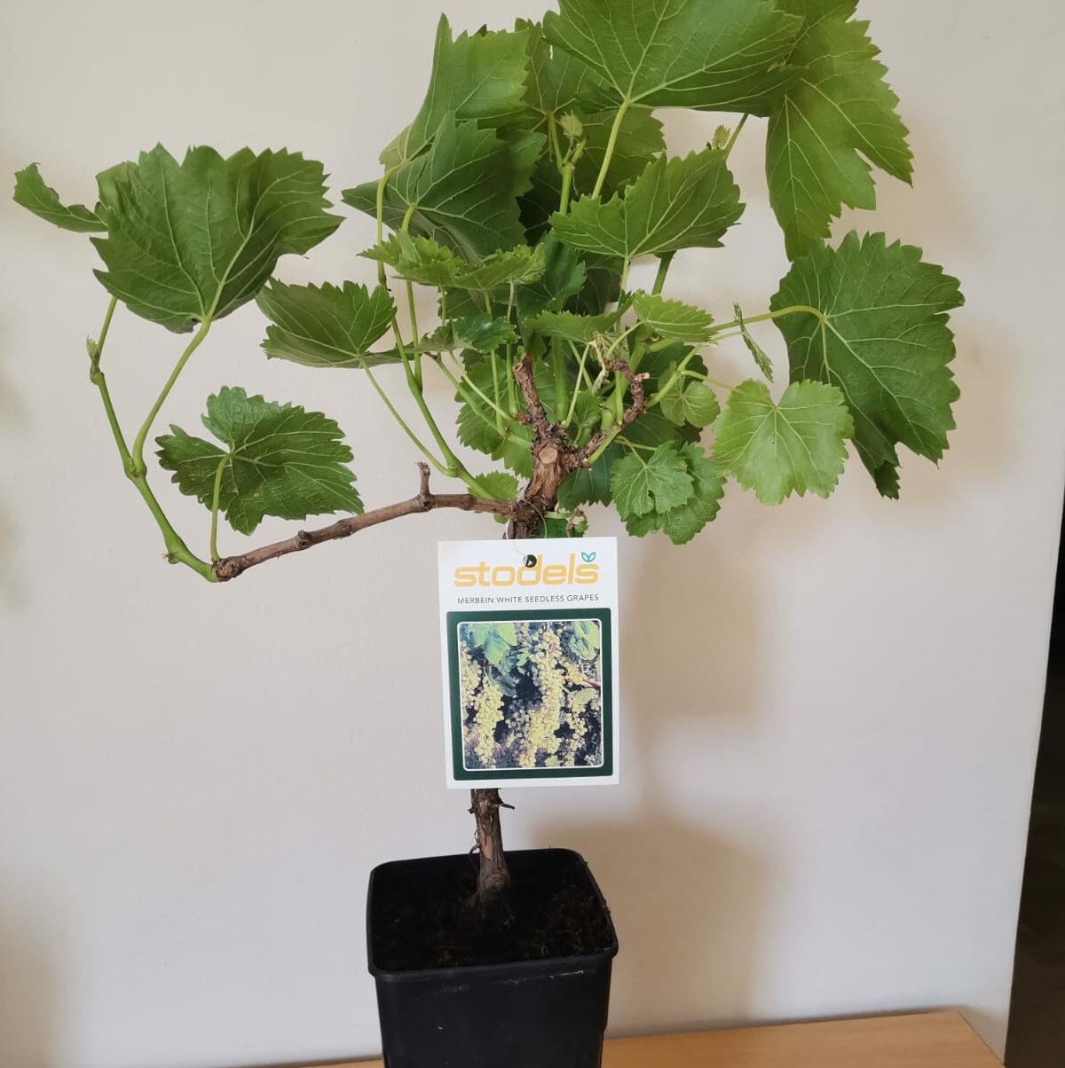 Merbein white seedless grape plant with large green leaves in a black pot.
