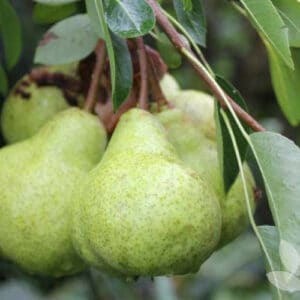 PEAR PACKHAM’S TRIUMPH 20cm