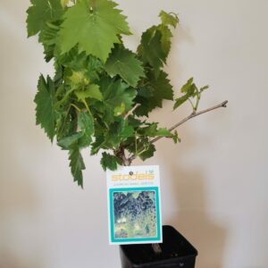GRAPES SULTANINA SEEDLESS 15cm