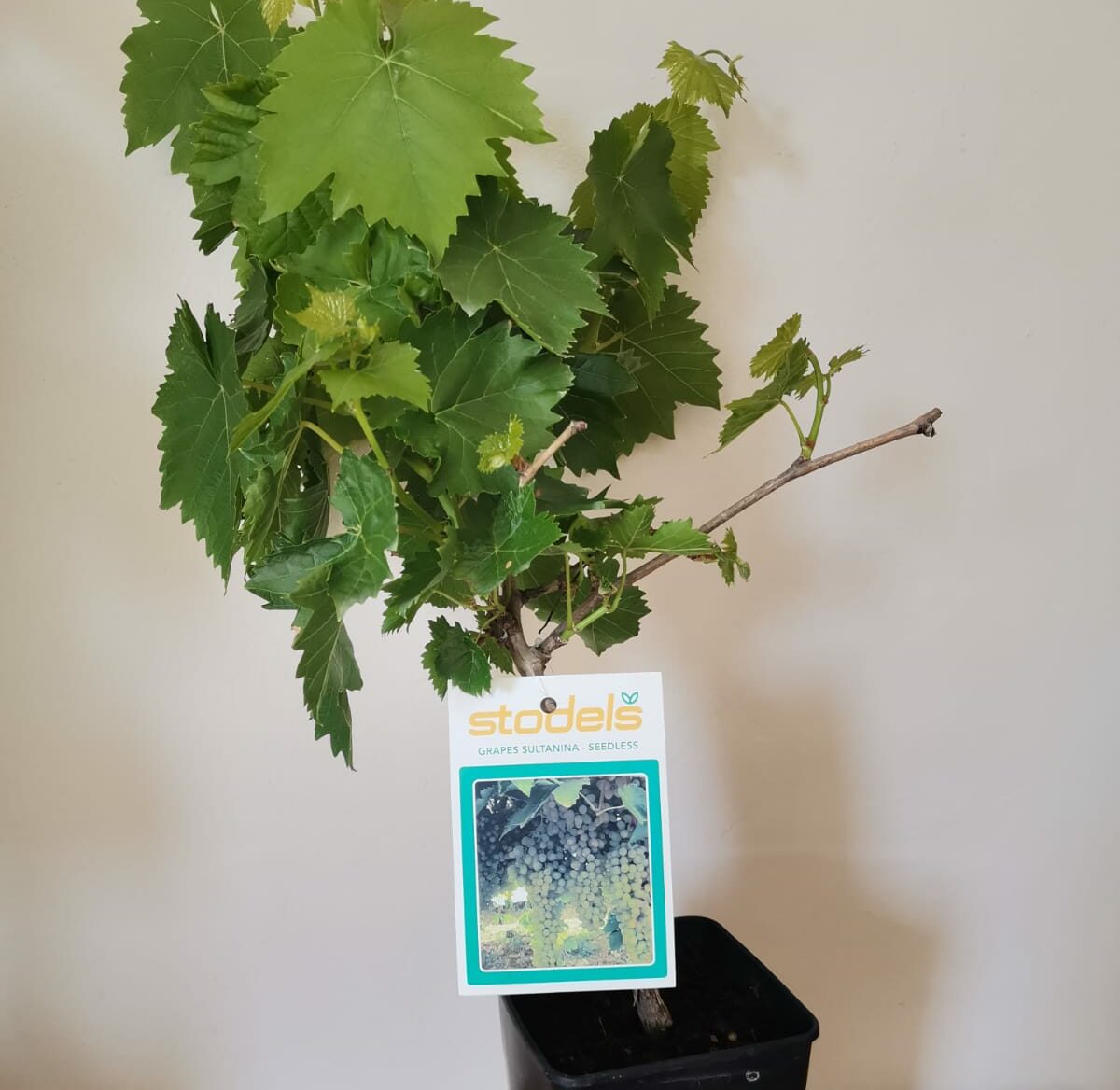 Seedless Sultanina grape plant with large green leaves in a black pot.