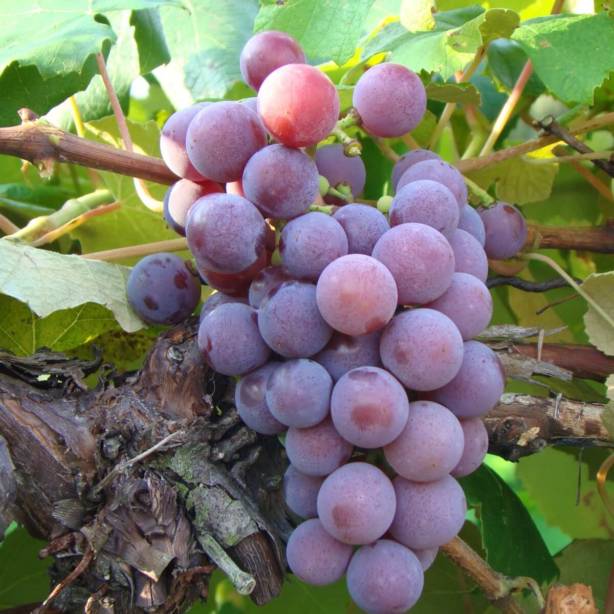 A close-up of a single bunch of purple Catawba grapes on the vine with green leaves and brown stems.