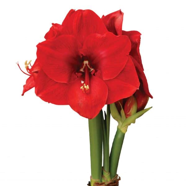 Closeup of two red flowers on green stems of the Amaryllis bulb plant.