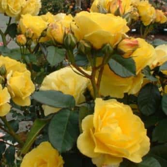 Several yellow Atlantis Palace roses with green leaves.