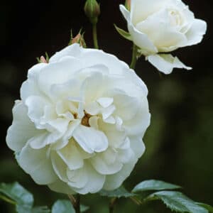 ROSE SUPER ICEBERG 17cm