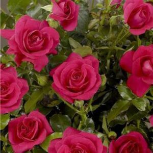 BLOOMING EASY GRAND ROSE 19cm
