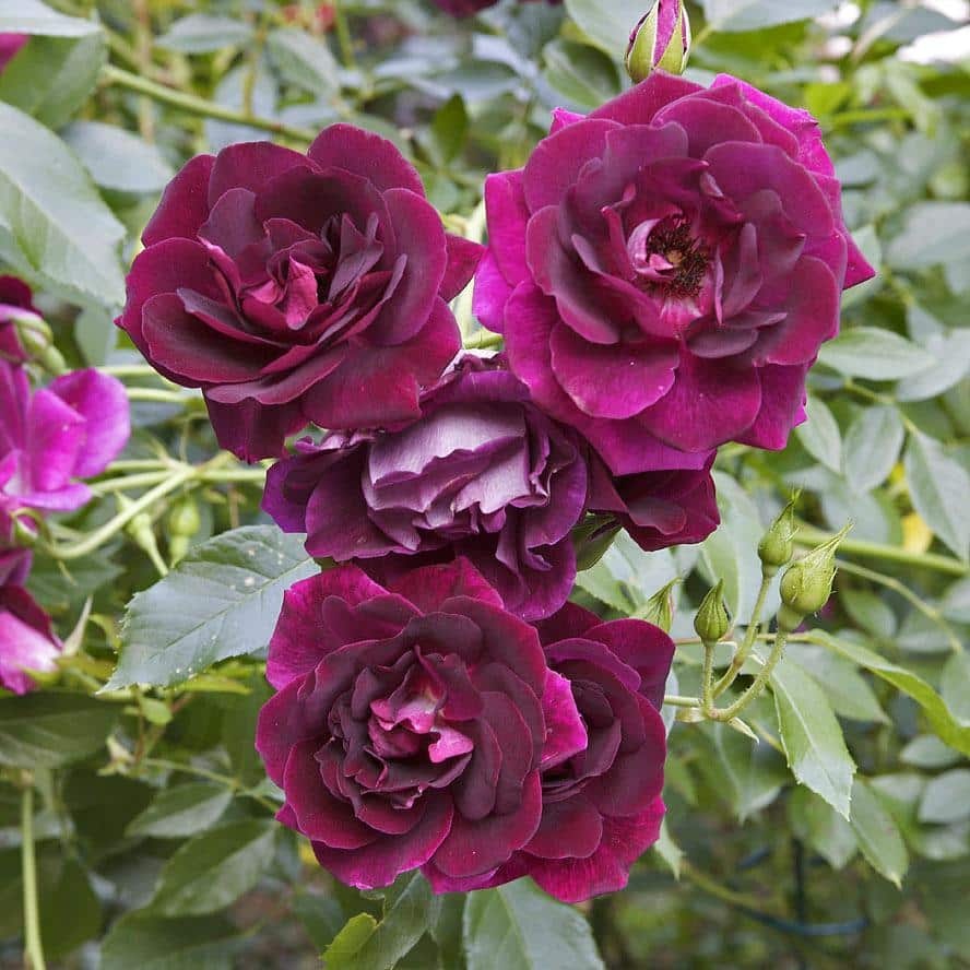 Closeup of the purple flowers of the Burgundy Iceberg rose with green foliage in the background.