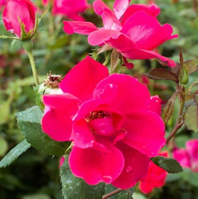 Close-up of bright cerise Knockout roses with green foliage in the background.