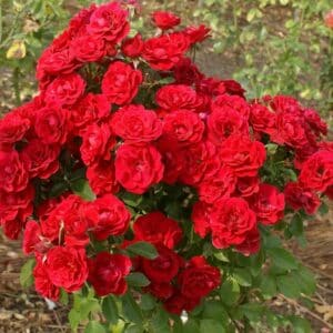 LITTLE RED HEDGE ROSE 15cm