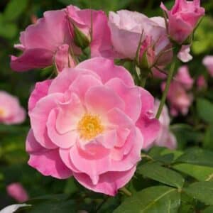MYSTERIOUS SIMPLICITY ROSE 19cm