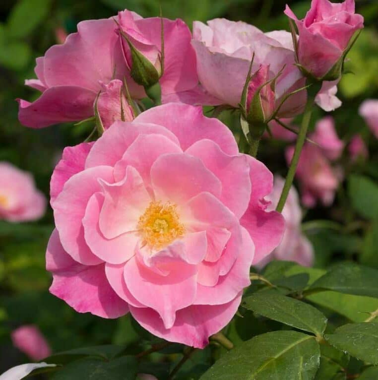 Close-up of a pink Mysterious Simplicity rose with a yellow centre, with other pink roses and green foliage in the background.