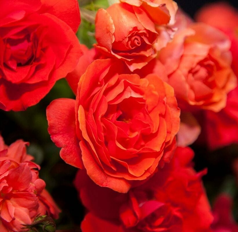 A close-up of the fiery orange blooms of the Nelson Mandela rose.