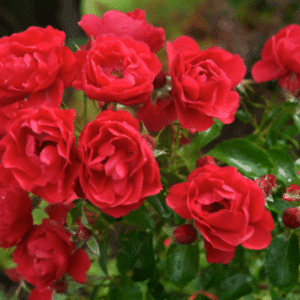FLOWER CARPET SCARLET ROSE 19cm