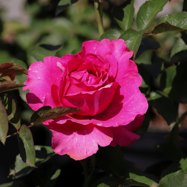 Closeup of a single bright pink bloom of the Hannon Glam Guru rose.