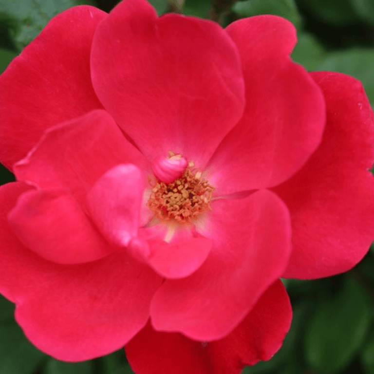 Close-up of a bright red-pink Knockout rose.