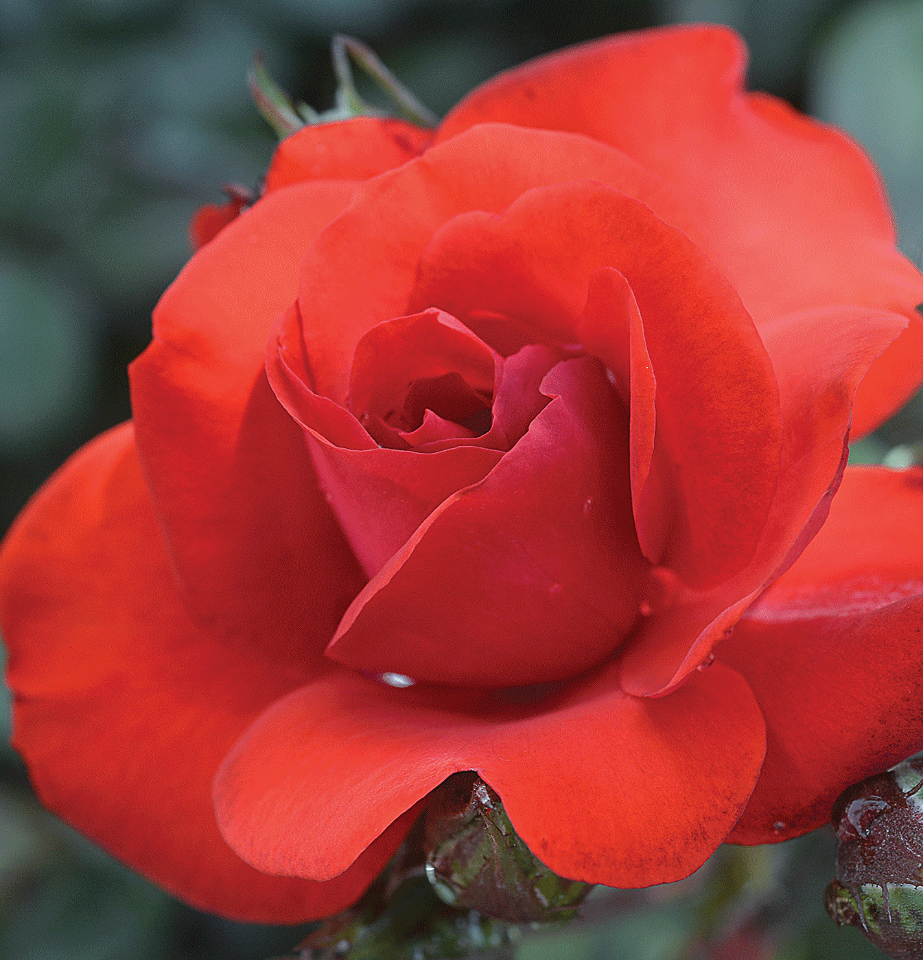 Close-up of a single bloom of a red Satchmo rose.