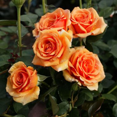 Close-up of five orange blooms of a King David rose plant.