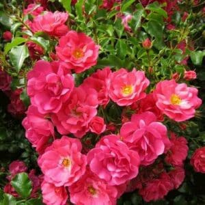 FLOWER CARPET PINK SUPREME ROSE 19cm