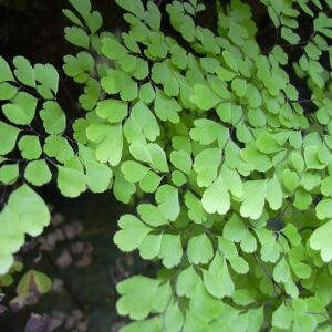 DELTA MAIDENHAIR FERN 17cm