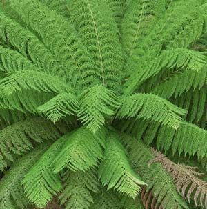 Closeup of the large green fronds of the Dicksonia Antarctica Soft Tree fern