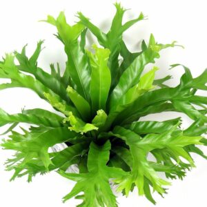 BIRD’S NEST FERN CRISSIE 14cm