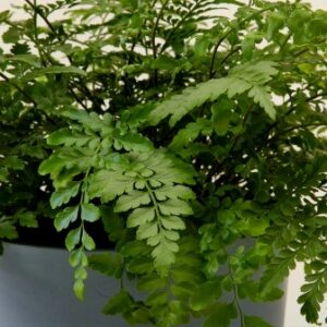 MOTHER FERN 14cm