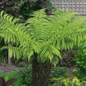 AUSTRALIAN TREE FERN 10kg