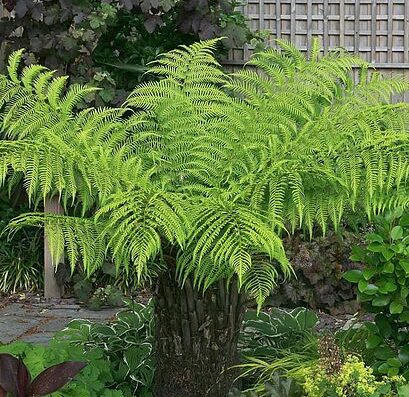 Large Australian Tree Fern with brown stem and lacy, feathery fronds