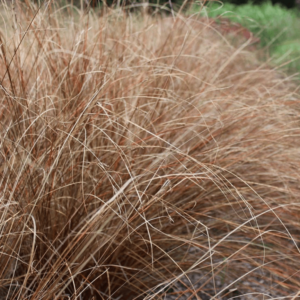 CAREX BUCHANNANNI RED ROOSTER 20cm