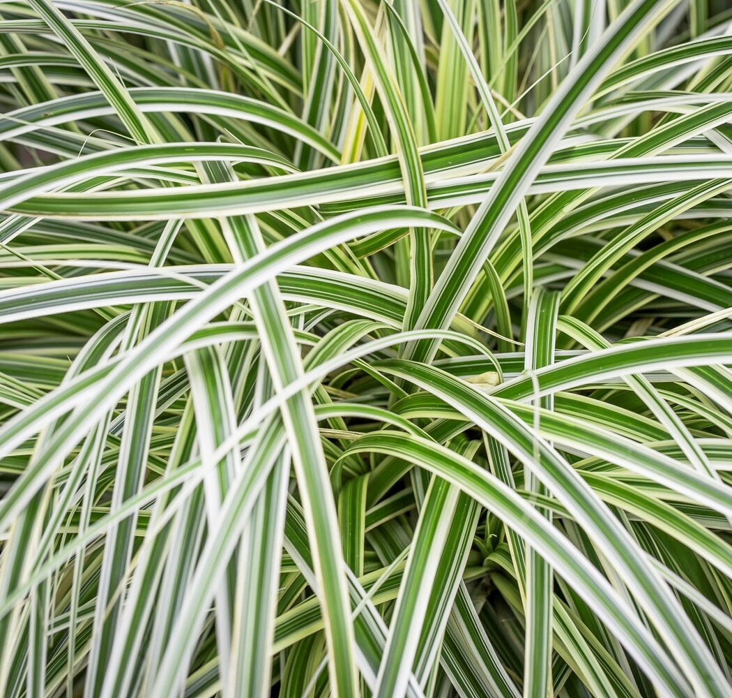 Close-up of the grass-like white and green striped leaves of the Carex Feather Falls plant.