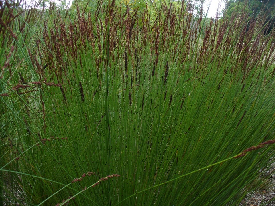 Tall, thin green stems with brown seed tips of the Chondropetalum Tectorum plant.
