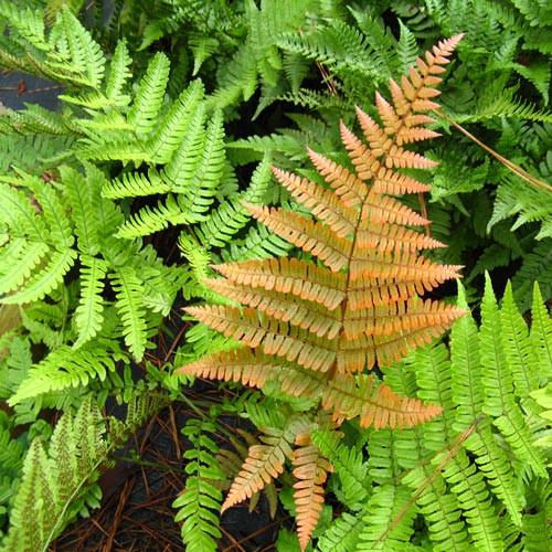 A close-up of an autumn fern's orange and bright green fronds.