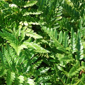LEATHER LEAF FERN 14cm