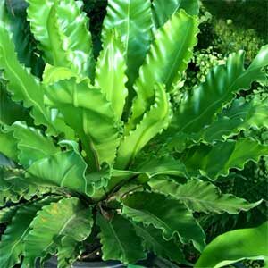 RUFFLED BIRD’S NEST FERN 14cm
