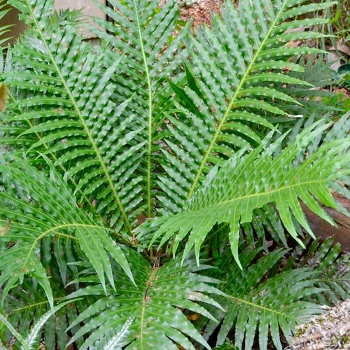 Large green fronds of the Blechnum silver lady miniature tree fern.