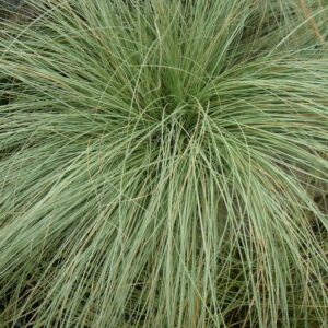 CAREX AMAZON MIST 15cm