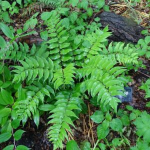 HOLLY FERN ‘CLIVICOLA’ 14cm