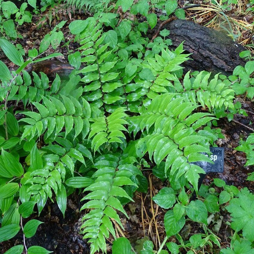 Vivid green fronds of a holly fern plant in dark earth.