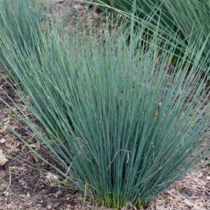 JUNCUS BLUE DART 15cm