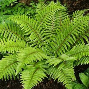 JAPANESE TASSEL FERN 14cm