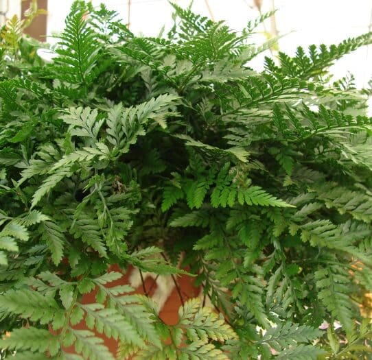 A close-up of a Humata Thermanii Rabbit's foot fern plant with large green fronds.