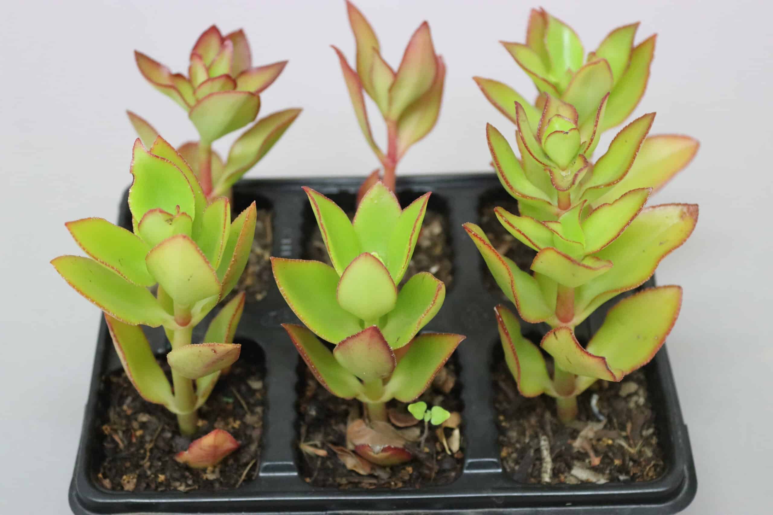 Six green and red succulent plants in a black seedling tray against a white background.