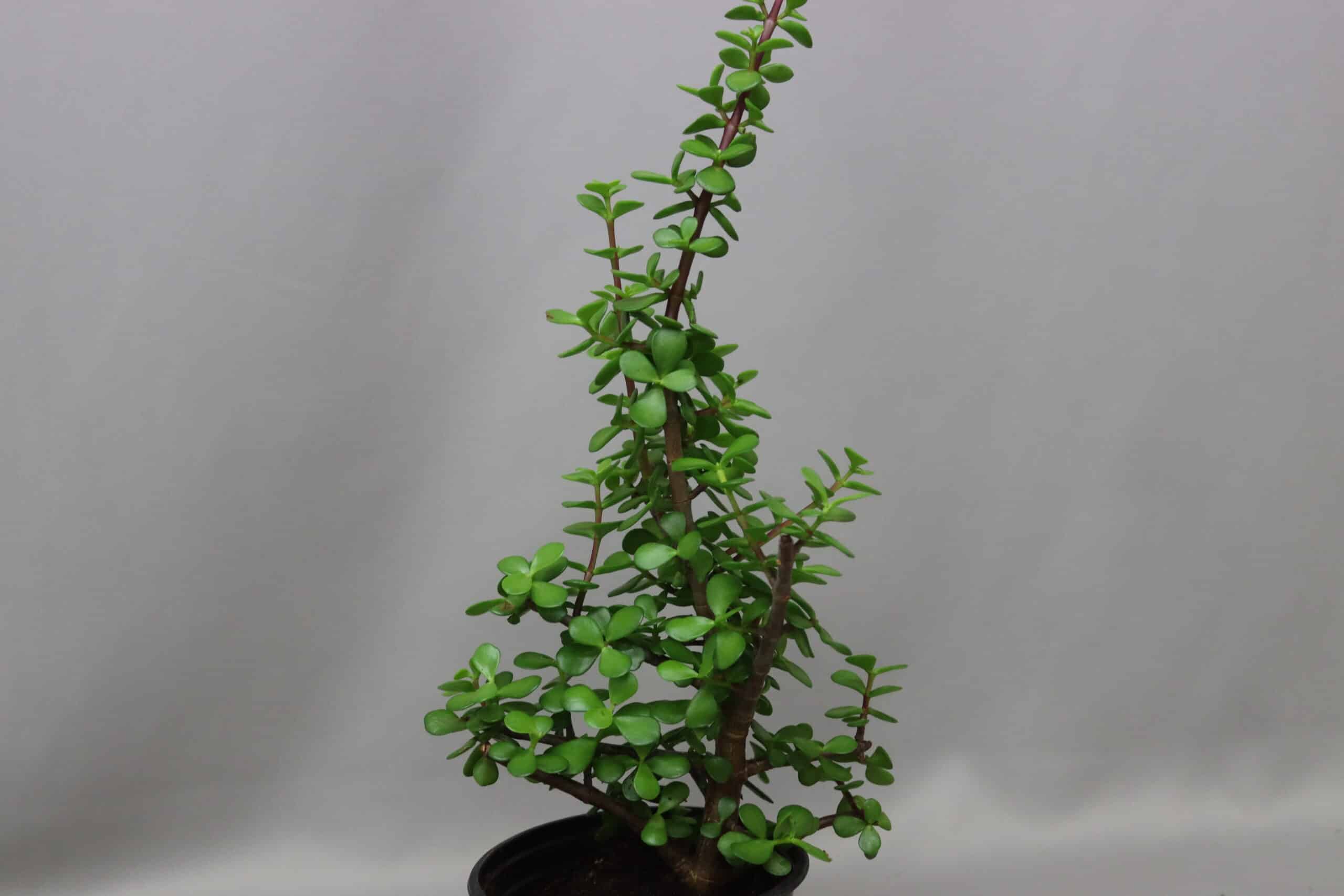 Portulaca Afra succulent shrub with rounded, fleshy green leaves on dark brown stems.