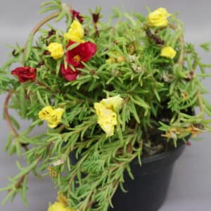 PORTULACA HAPPY HOUR 15cm MIXED