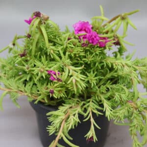 PORTULACA HAPPY HOUR 15cm PINK