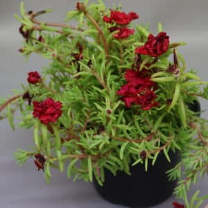 PORTULACA HAPPY HOUR 15cm RED