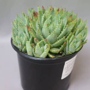 ALOE BREVIFOLIA 15cm