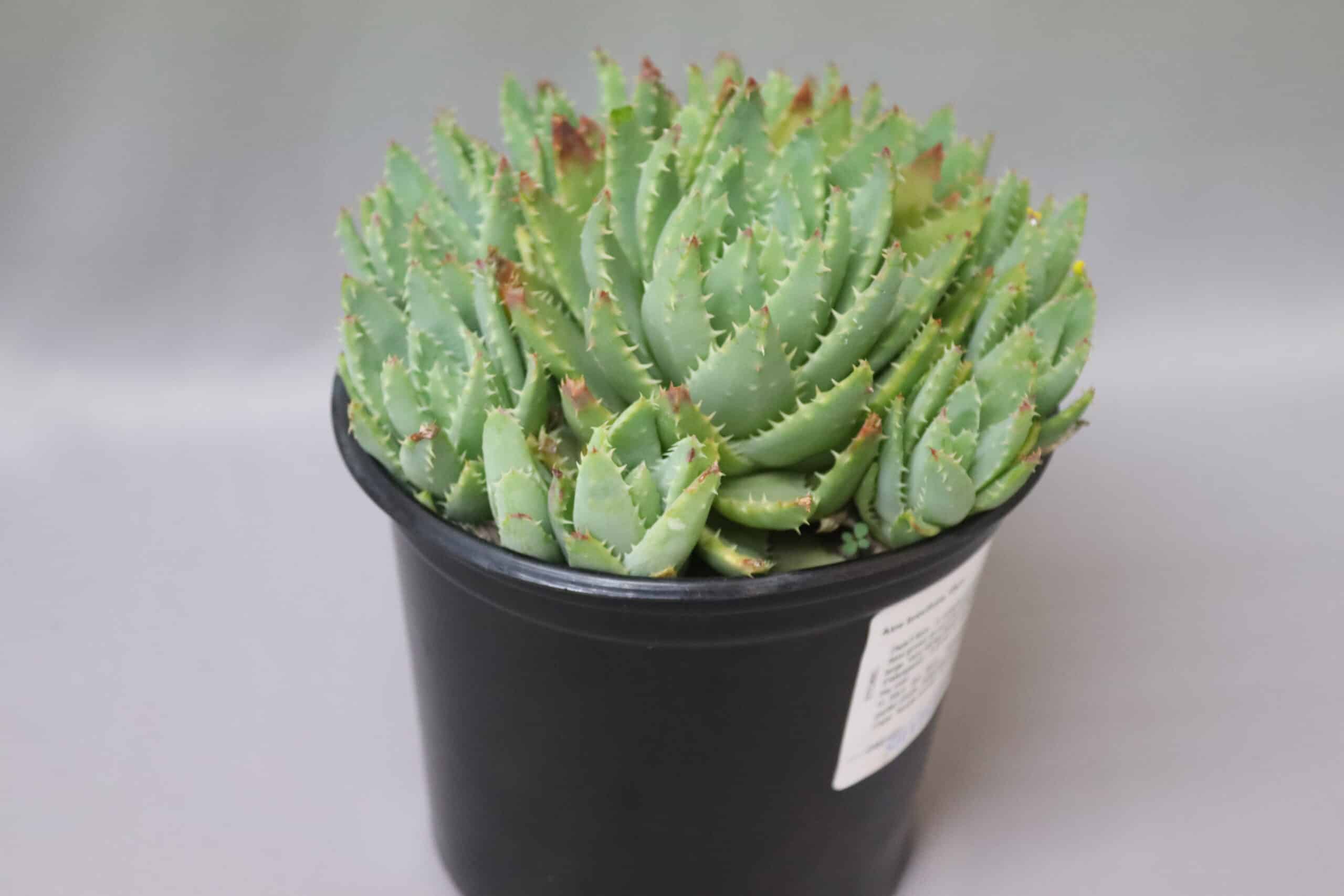 Close-up of an Aloe Brevifolia succulent with thorny blue-green leaves in a black plastic pot.