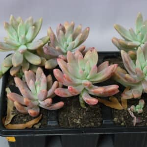 SUCCULENT 6-PACK