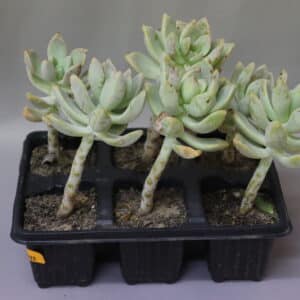 SUCCULENT 6-PACK
